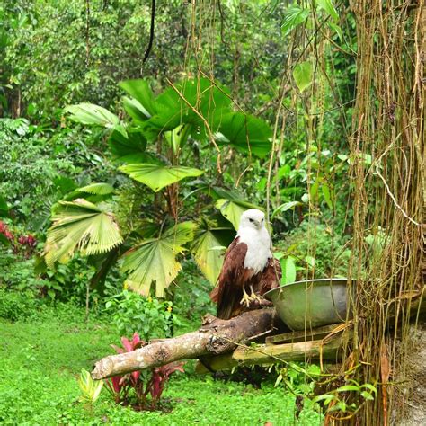 PHILIPPINE EAGLE CENTER: All You Need to Know .